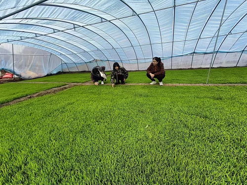 齊齊哈爾市碾子山區多措并舉，力促春耕備耕與農作物種子生產