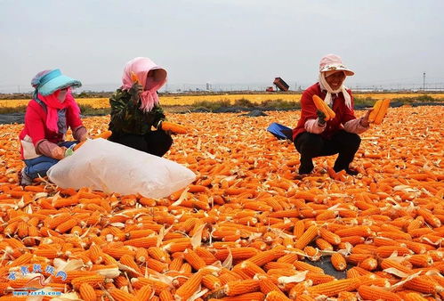 金黃的秋收 張掖百萬畝制種玉米忙收獲